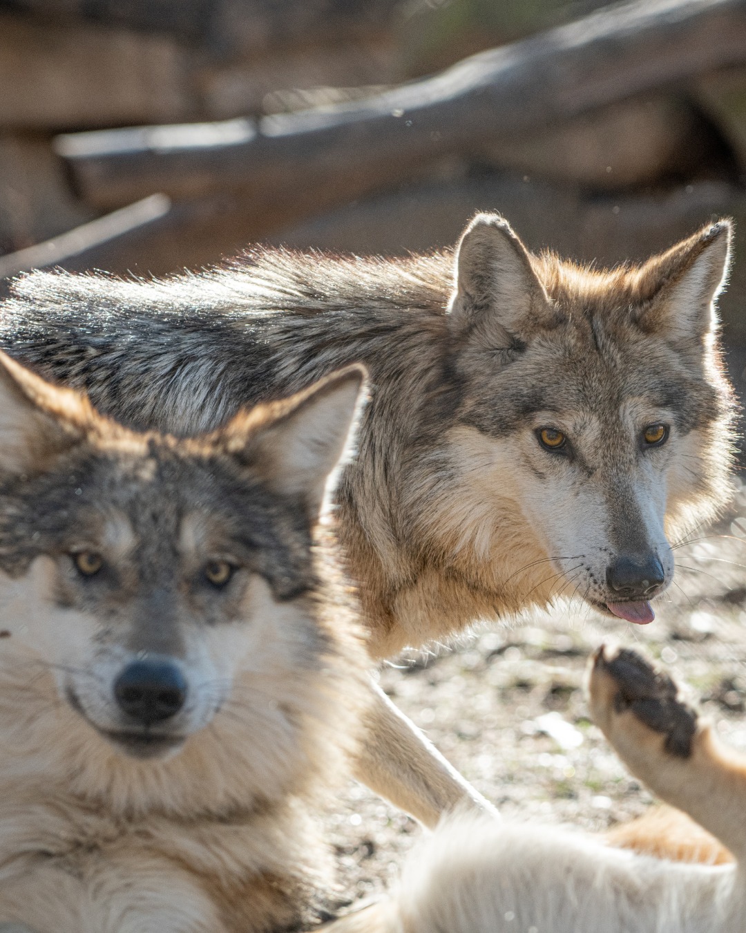 Endangered - It’s officially September! Looking for some fall fun? Here ...