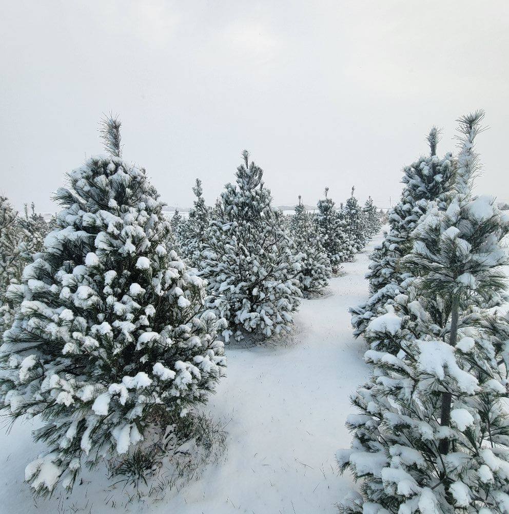 Route 24 Christmas Tree Farm | Wellington MO