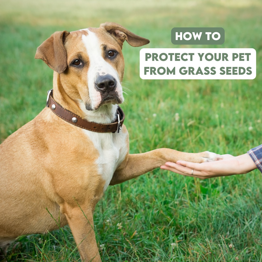 Large Breed Dog Health Risks From Eating Dry Grass preview