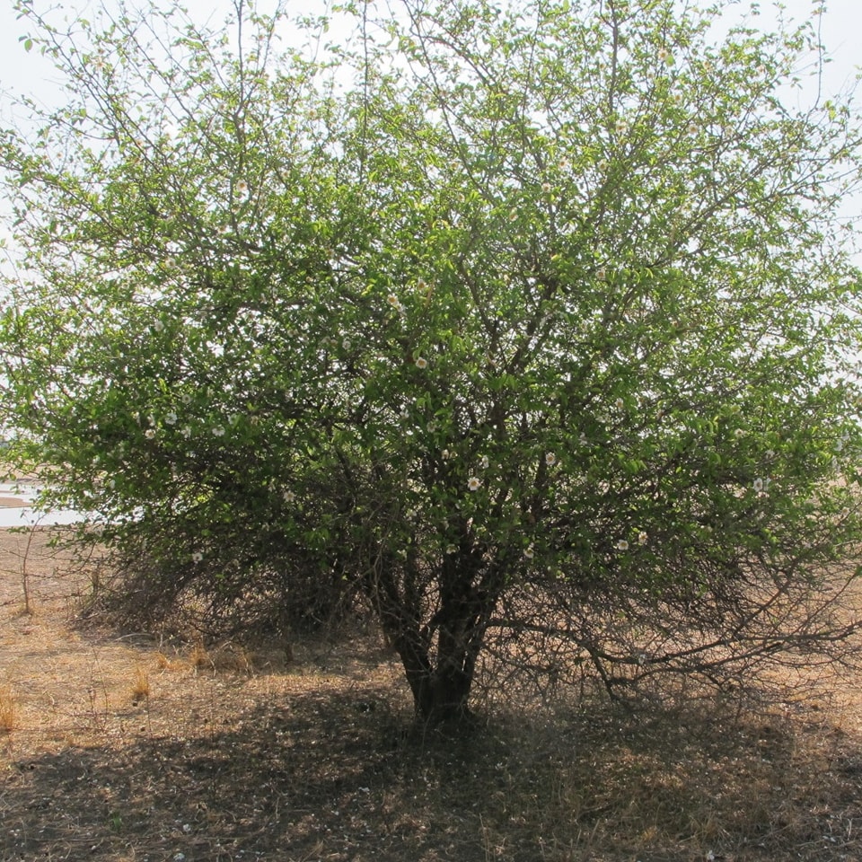 Trees 4 Zambia | Lusaka