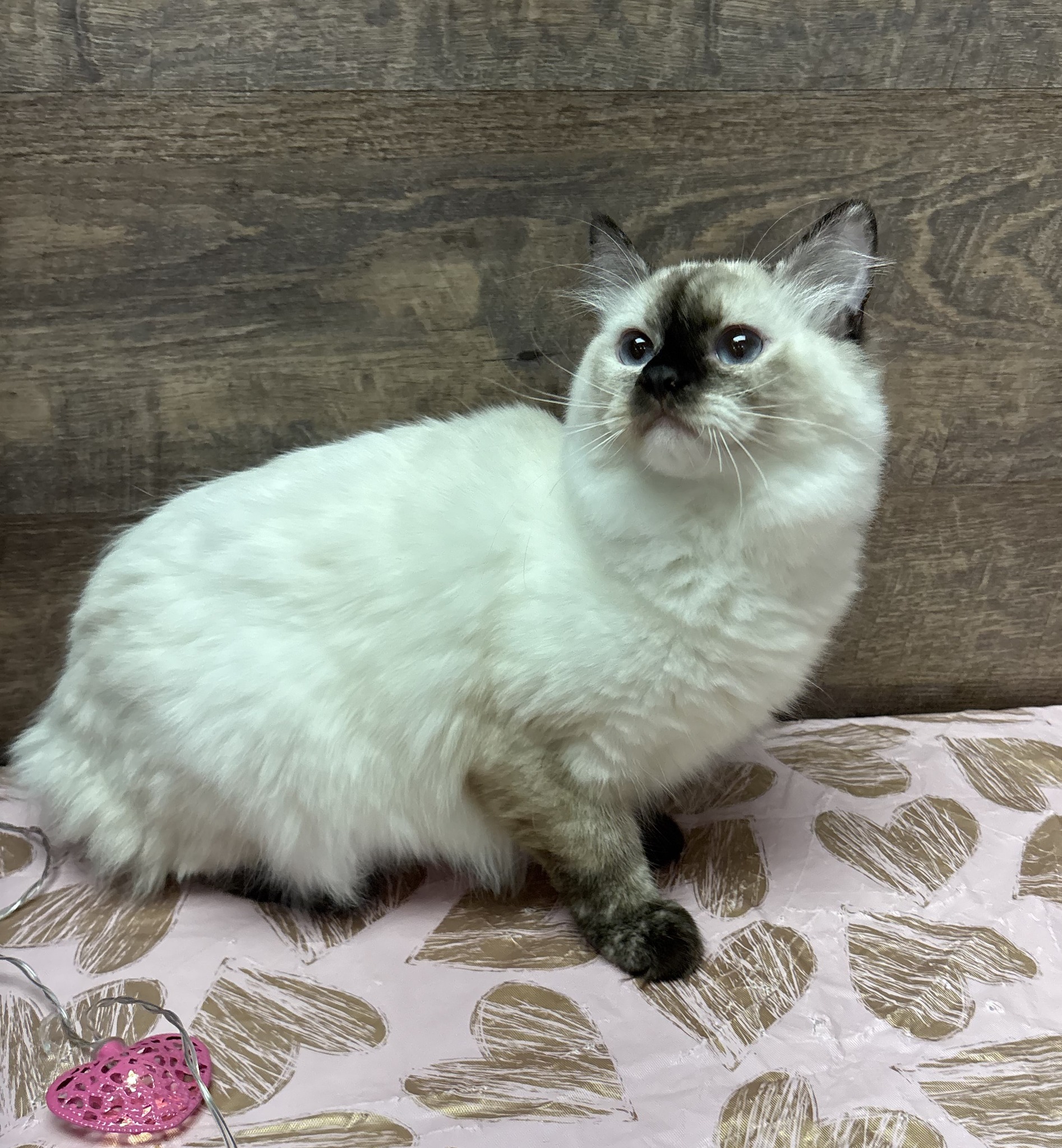 Rustic Ragdolls