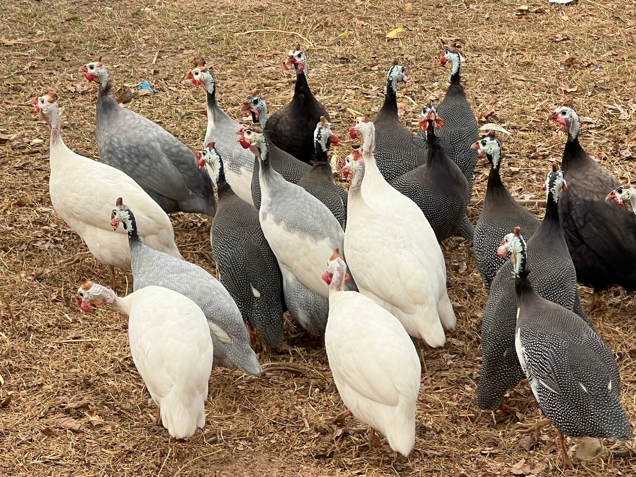 ไก่งวง ไก่ต๊อก และสัตว์ปีกสวยงาม | Roi Et