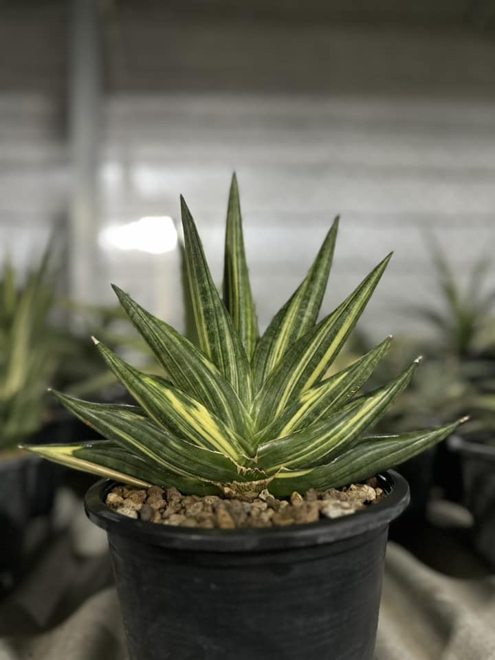 サンスベリア Sansevieria Black Pearl Variegated Black pearl  Sansevieria Black pearl Variegated