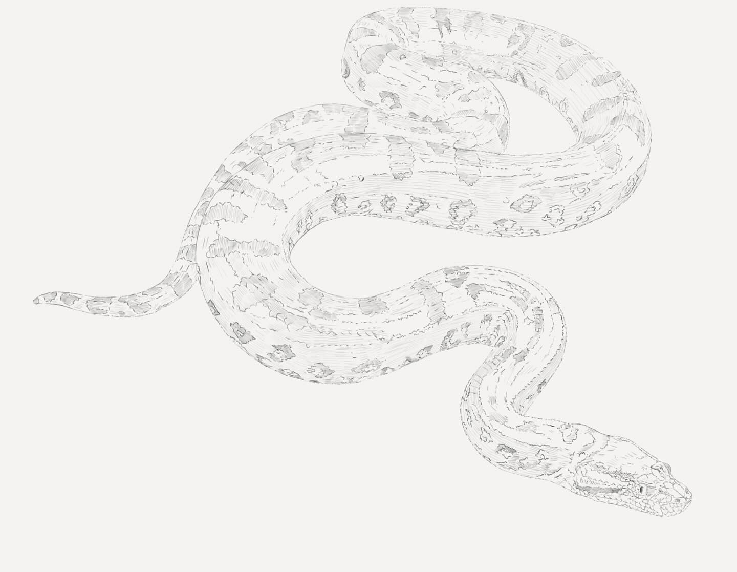 Ben Rothery Illustrator | London