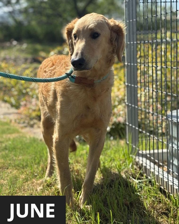 Sandy - The dog days of summer are here ☀️🕶️🐕 Bios and more photos of ...