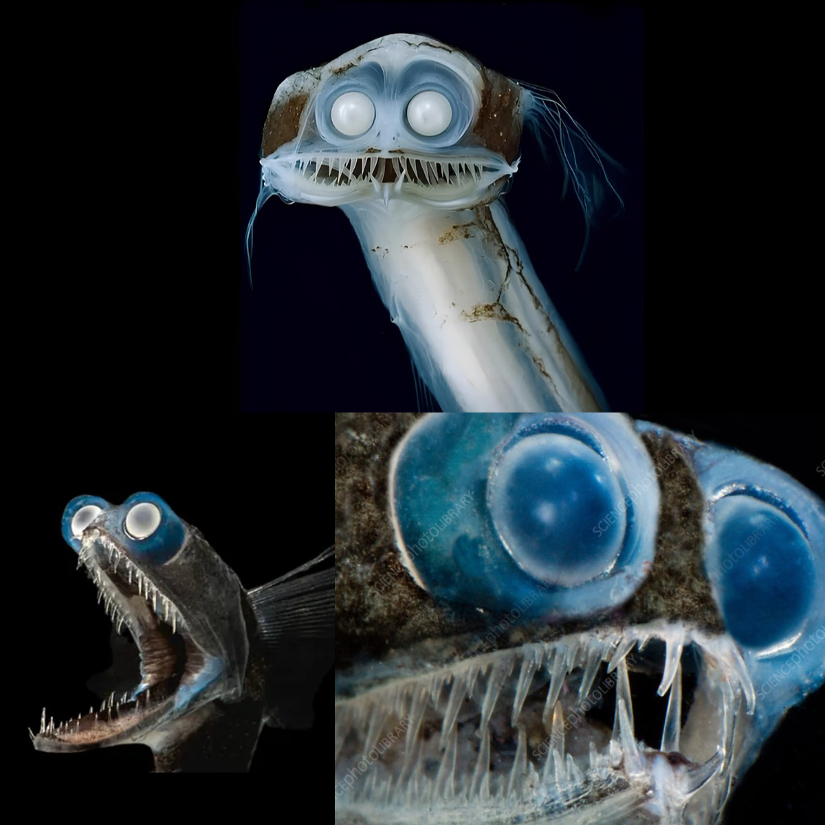 WowBuzzing - Meet the Supervillain Telescope Fish, a Predator Built to ...