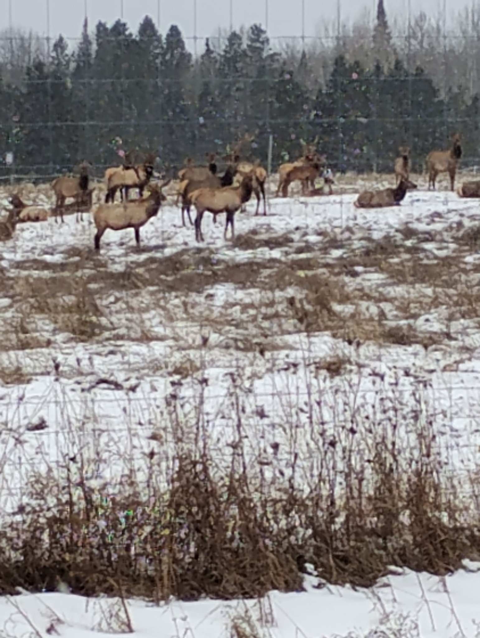 Freedom Ranch 906 LLC. | Cornell MI