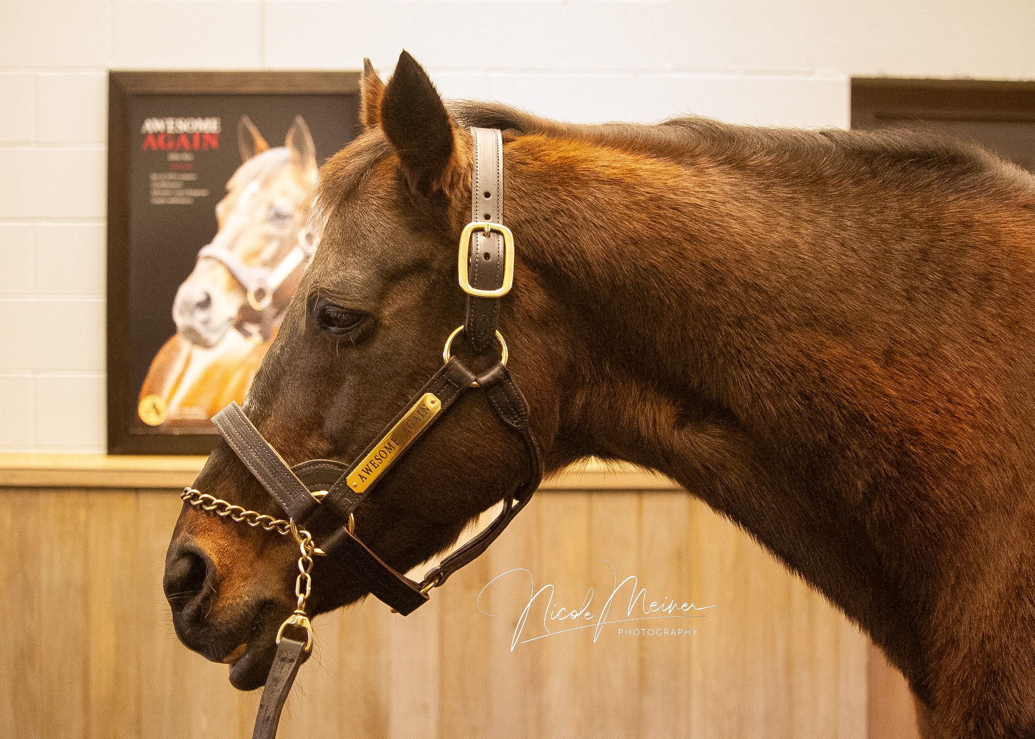 The 1998 Breeders' Cup World Championships Classic is still hailed