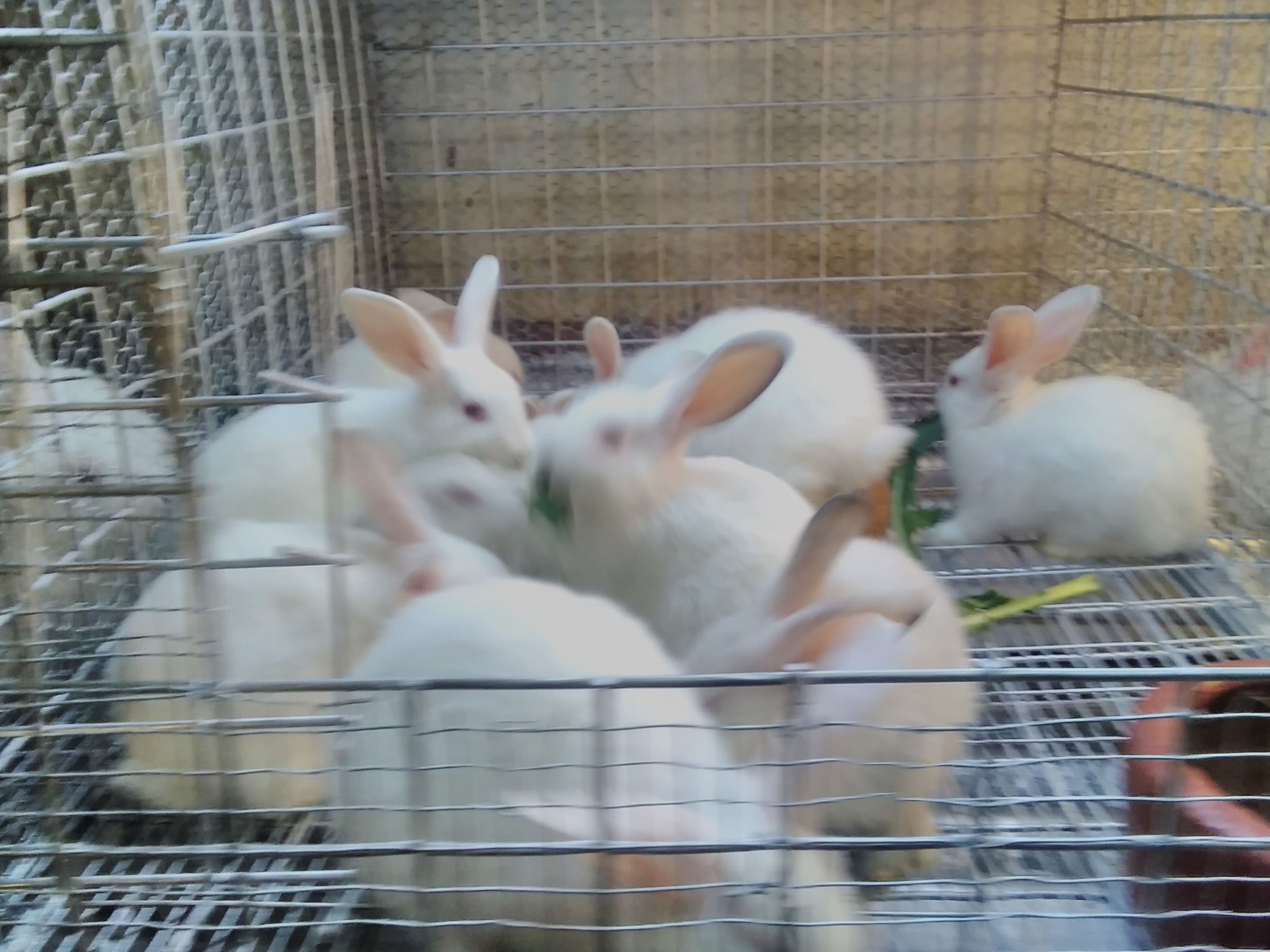 Smart Rabbit Breeding Farm | Nairobi