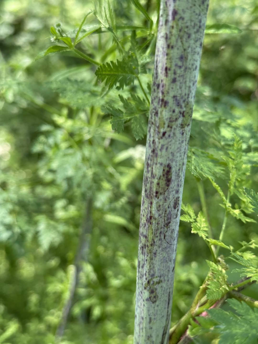 Mentor - Purple splotchy marks on the stems are another characteristic ...