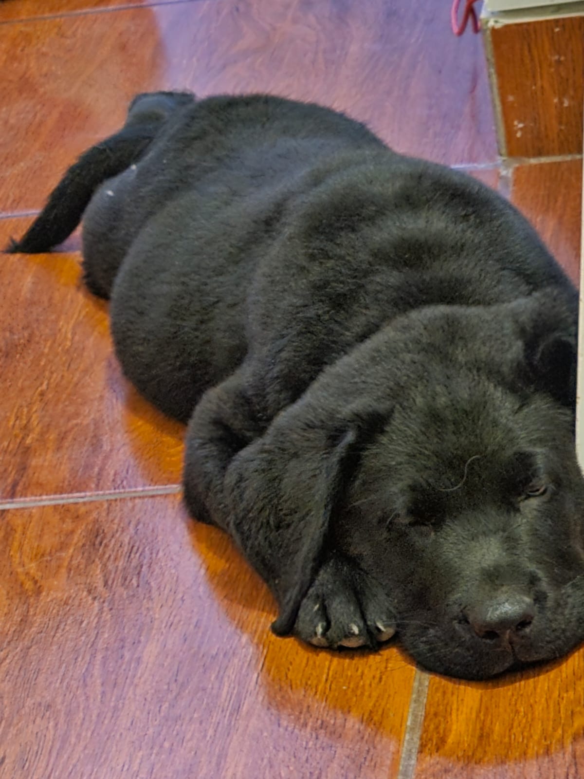 Labrador retriever Chincha Peru