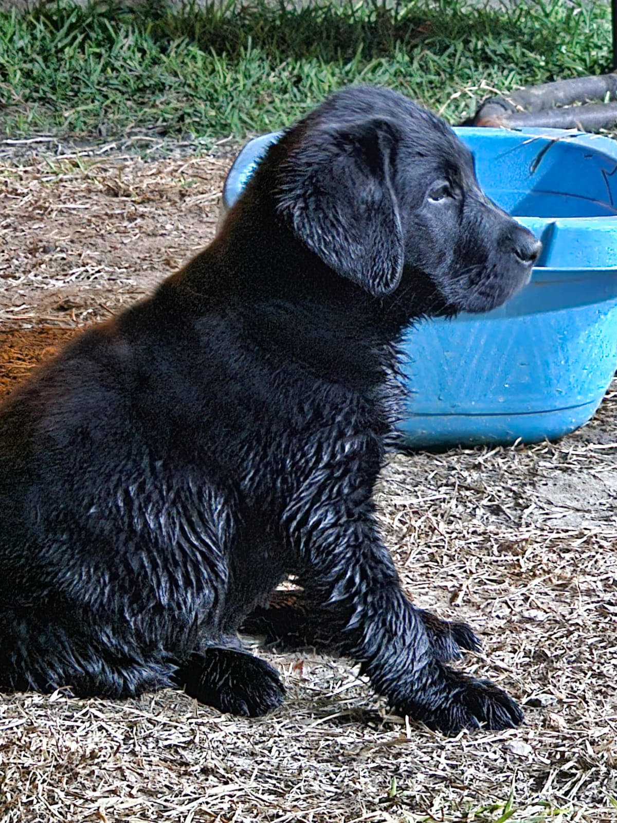 Labrador retriever Chincha Peru