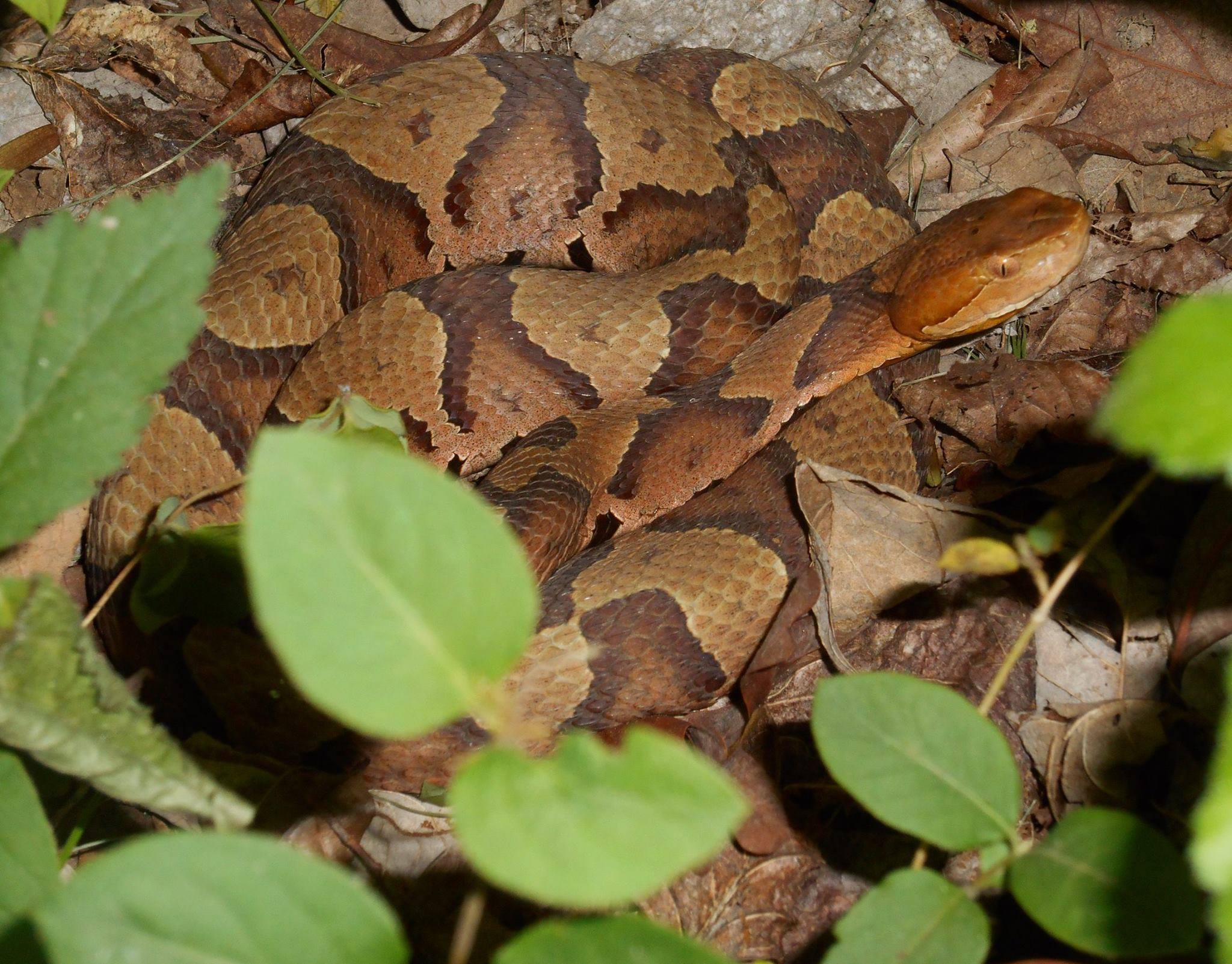 Randolph Rattlesnake Refuge and Research Center | Trinity NC
