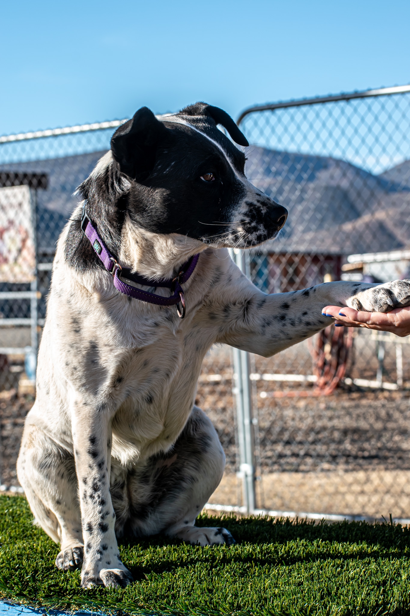 AARF Animal Rescue and Sanctuary | Mayer AZ