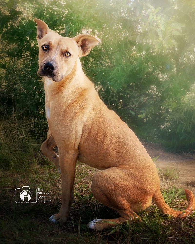 ARK Animal Rescue Konsortium