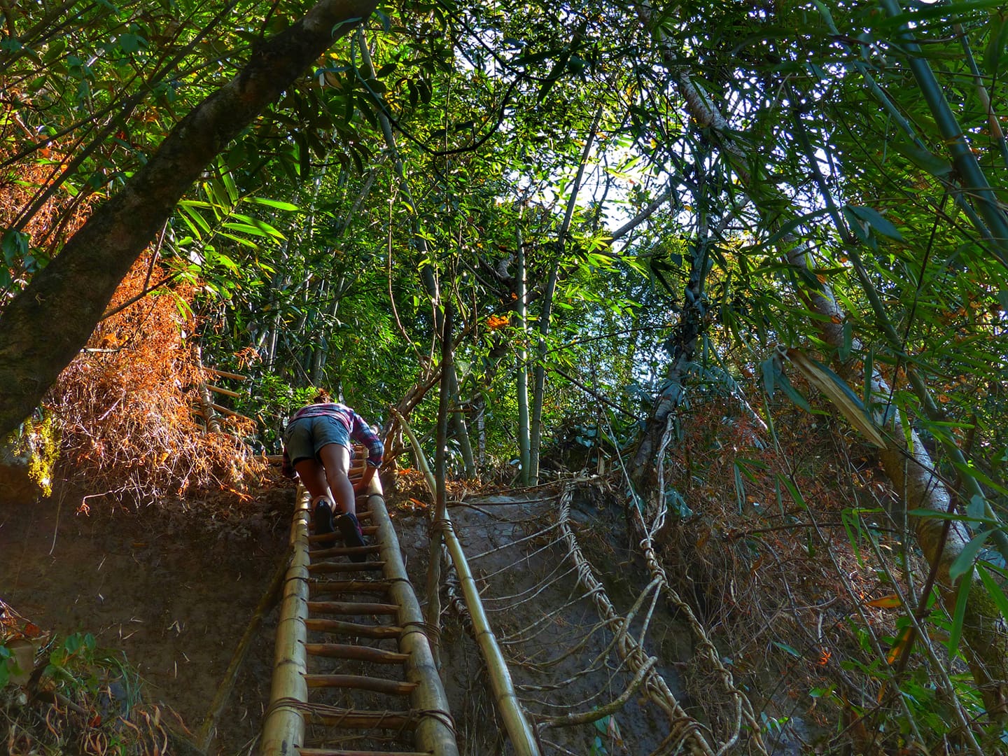 Living Root ladder Living... - Living Bridge Foundation | Facebook