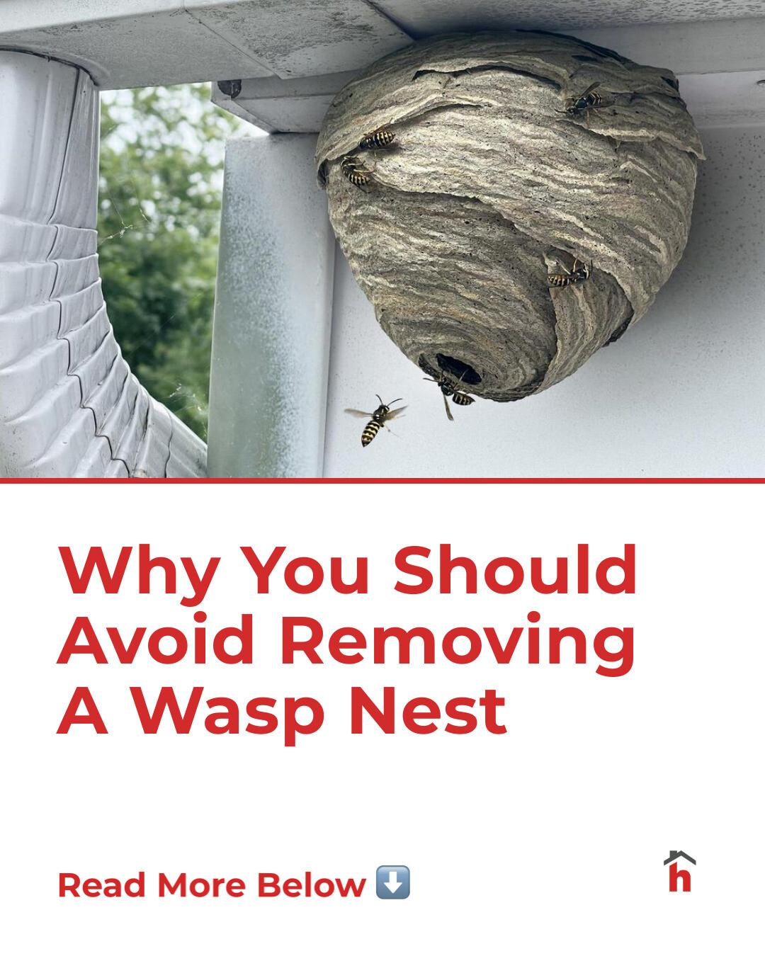 House Digest - You shouldn't attempt to remove a wasp's... | Facebook