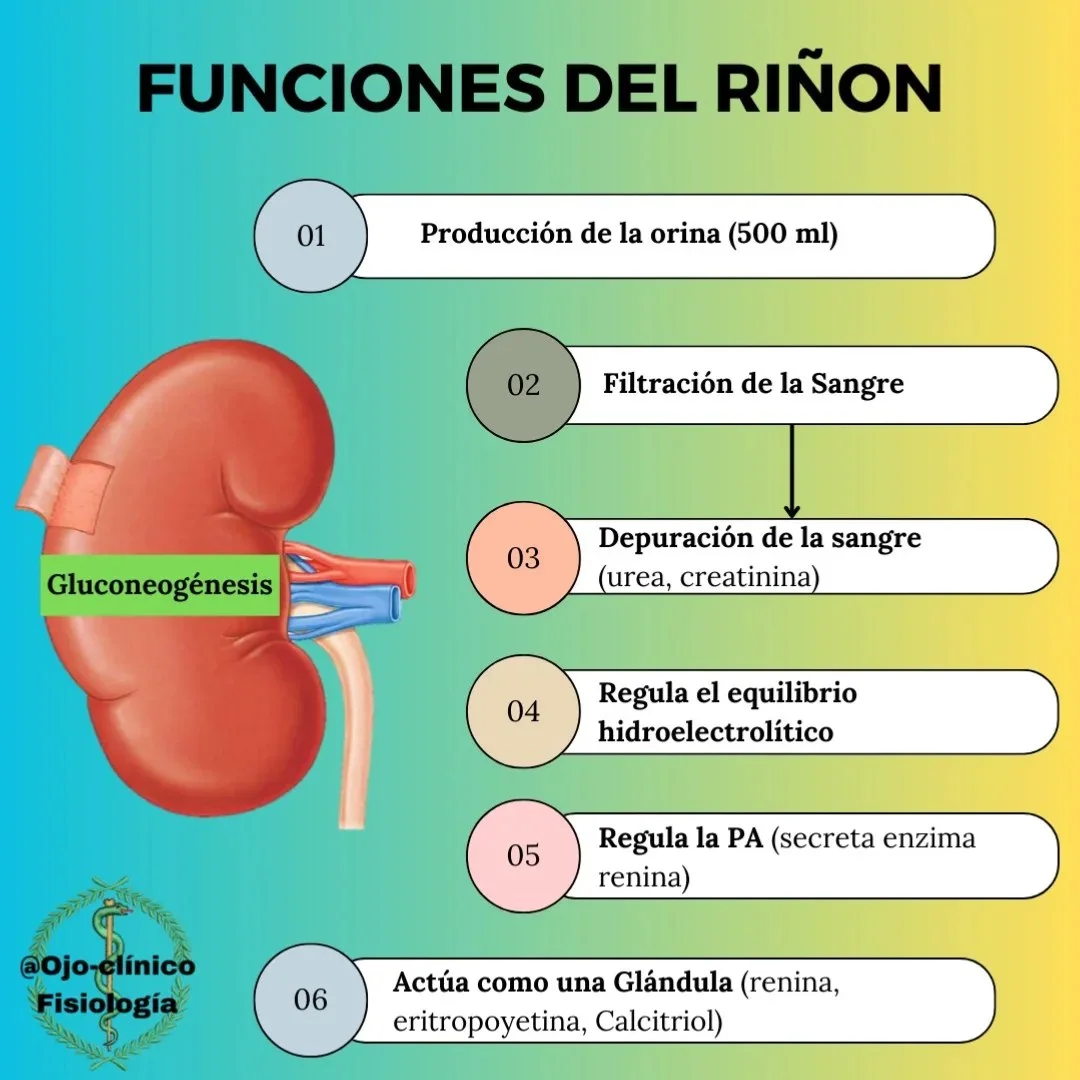 Fisiología - SUSCRÍBETE.- https://youtu.be/RGlTt7r4Kic | Facebook