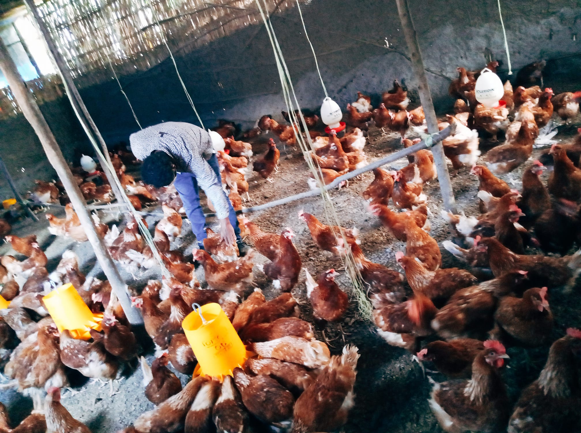 Deraro animal feeds