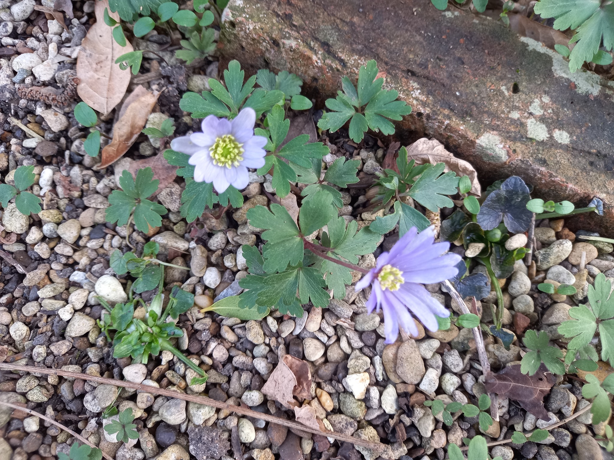 Plant of the week is the Balkan windflower Anemone blanda: or as some botanists have now decided, Anemonoides blanda, as if the spelling wasn't hard enough already. The cheerful blue or white