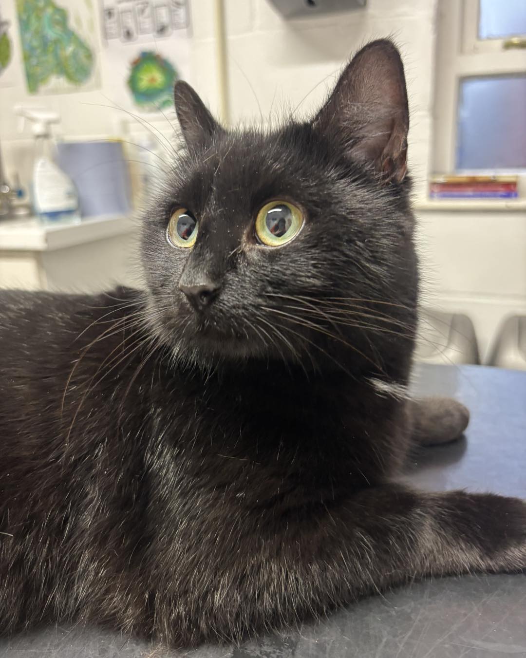 Filey - FOUND - EASTFIELD - Black female cat struggling to walk and ...
