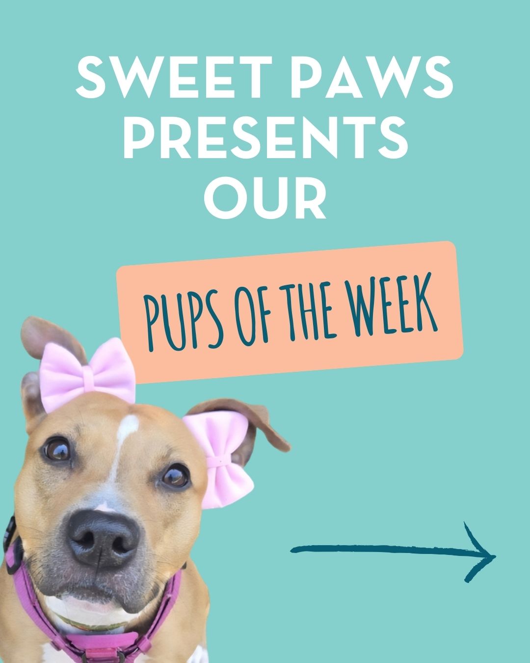 🐾 PUPS OF THE WEEK 🐾 Meet some of our... - Sweet Paws Rescue | Facebook