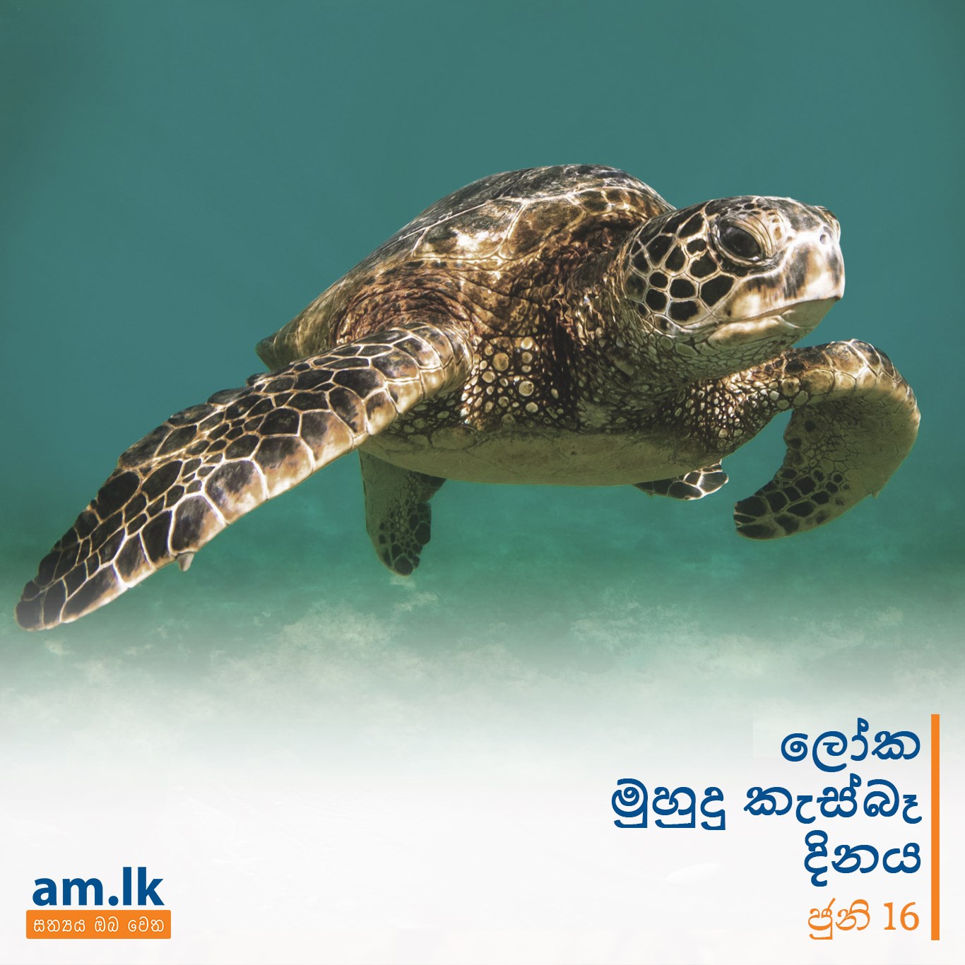 Sinhala Puvath - ලෝක මුහුදු කැස්බෑ දිනය අද! | Facebook