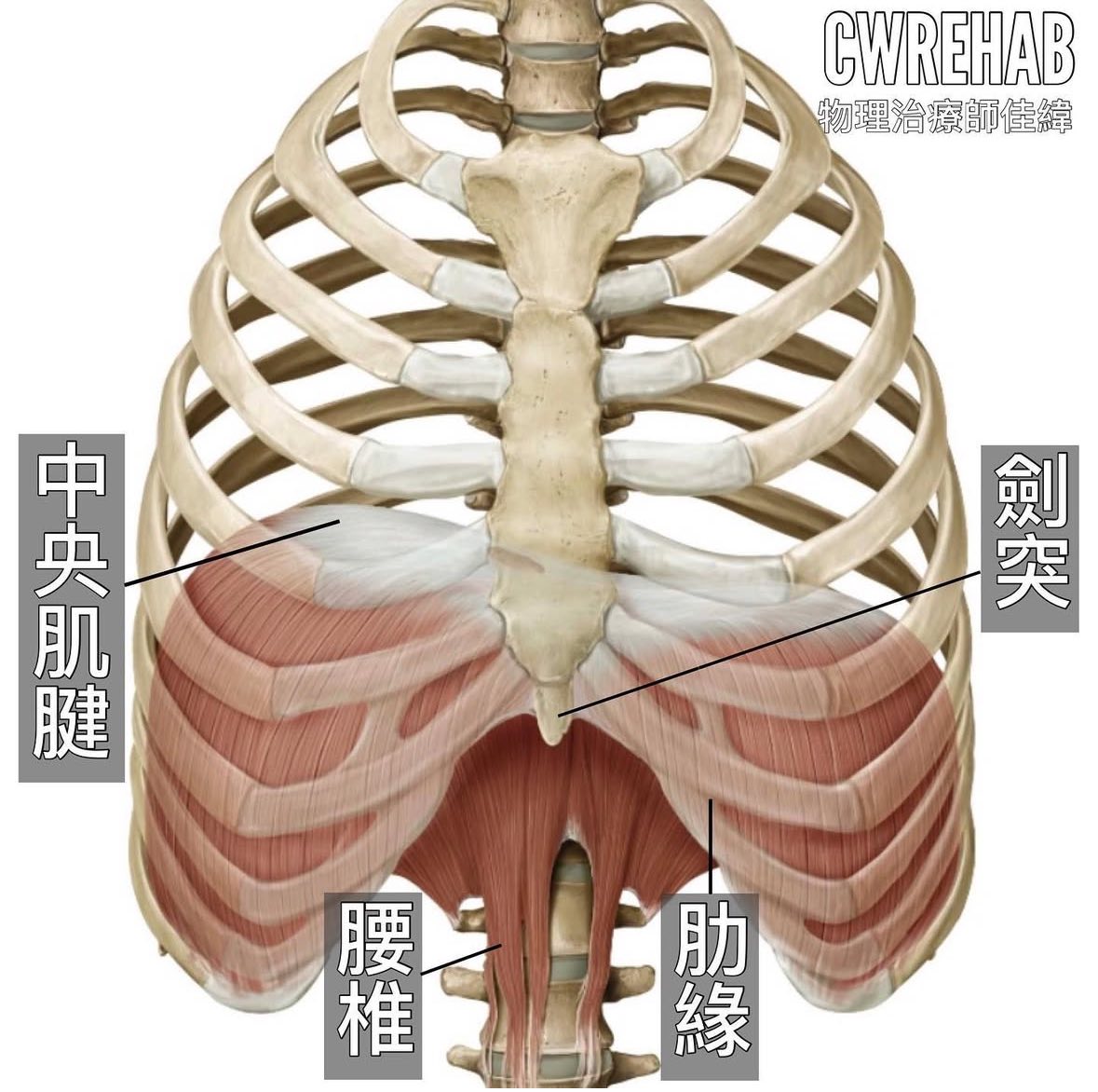 佳緯 物理治療師 - 佳緯 物理治療師 added a new photo.