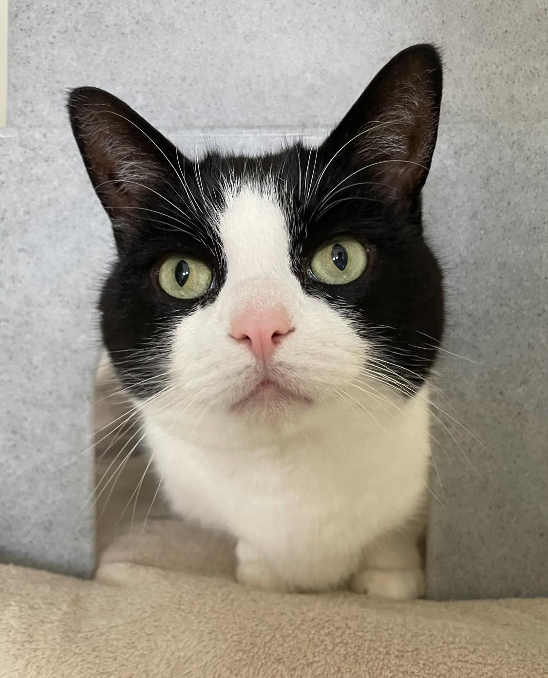 Big, beautiful Blaze is a quieter... - Mansfield Cat Centre | Facebook