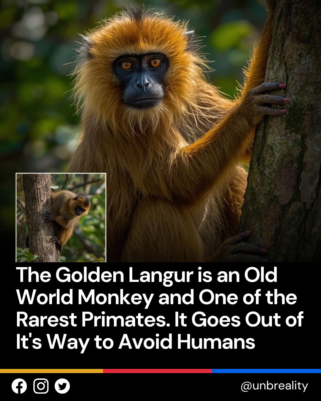 Unbreality - The Golden Langur is a real animal, not a... | Facebook