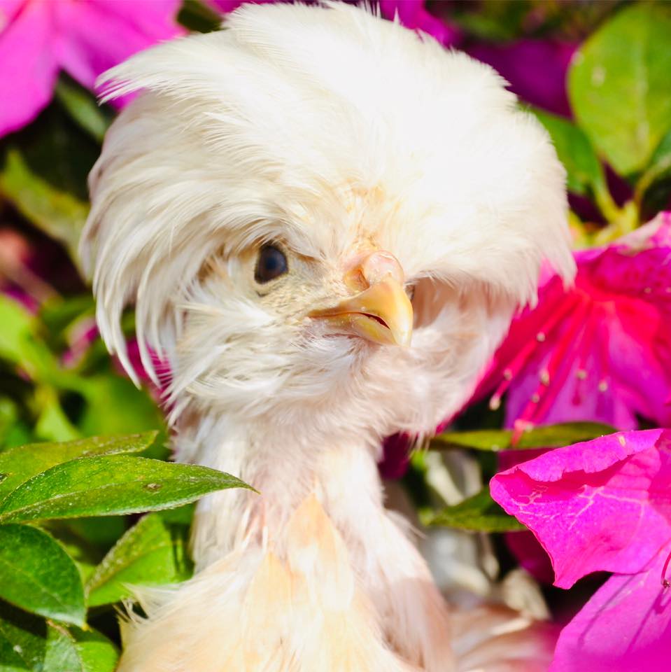 Sigh….there’s never any good treats. Love, Botl #botlthemodelchicken # ...