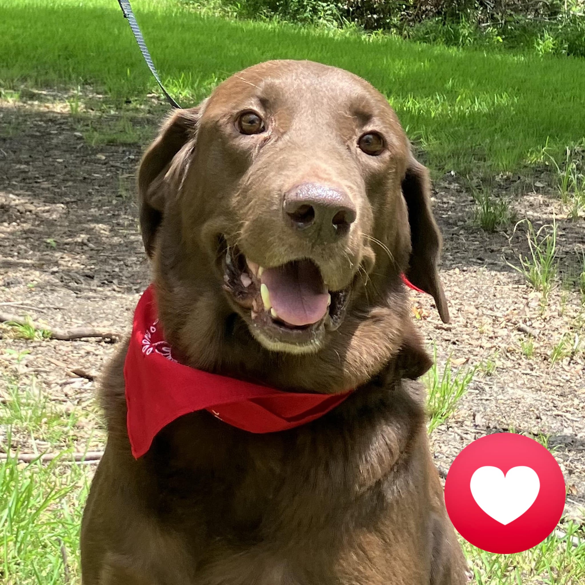 🚨URGENT FOSTER NEEDED for... - American Lab Rescue (ALR) | Facebook