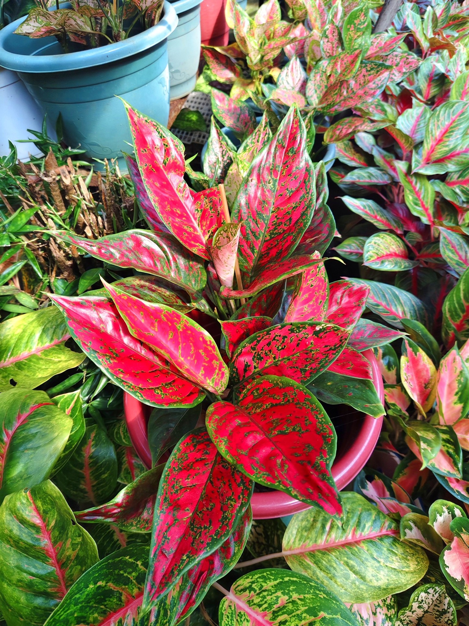 Growing strong, growing beautiful—Aglaonema Harley Quinn