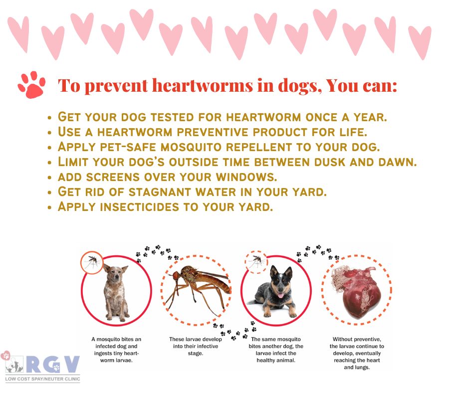 RGV Low Cost Spay Neuter Clinic | McAllen TX