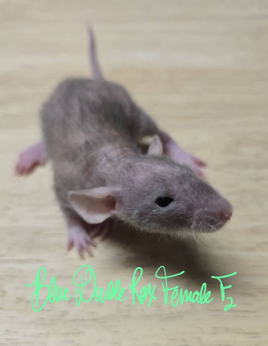 Les Rats Boise