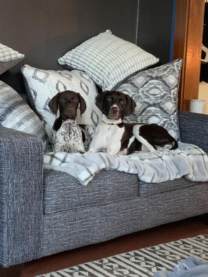 Indiana German shorthair pointer puppies for adoption | Facebook