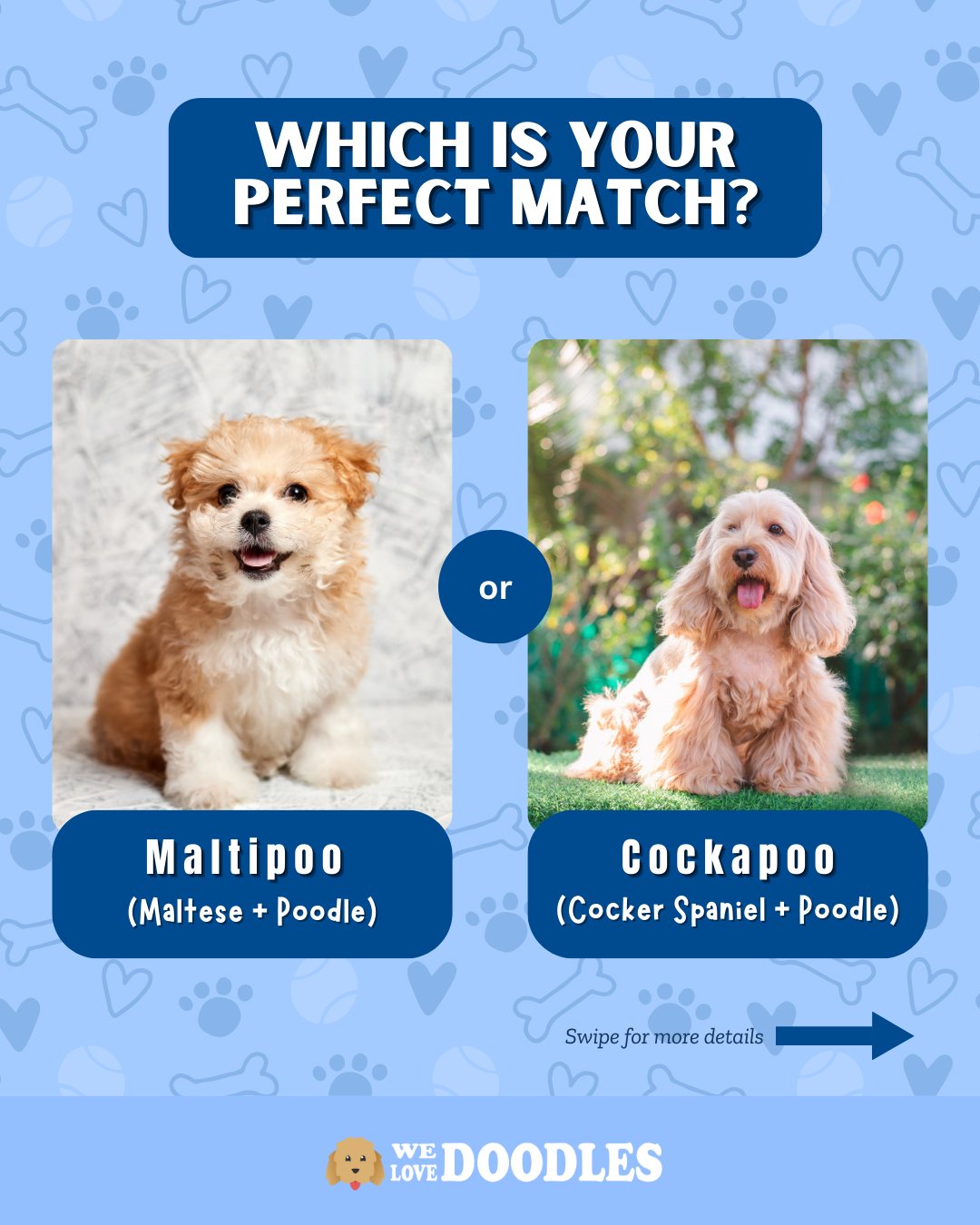 We Love Doodles - 🐶 Maltipoo vs. Cockapoo – Which Doodle... | Facebook