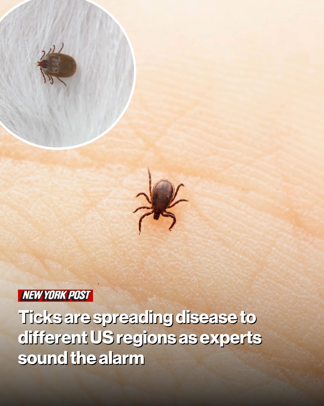 The critters are spreading... - New York Post Lifestyle | Facebook