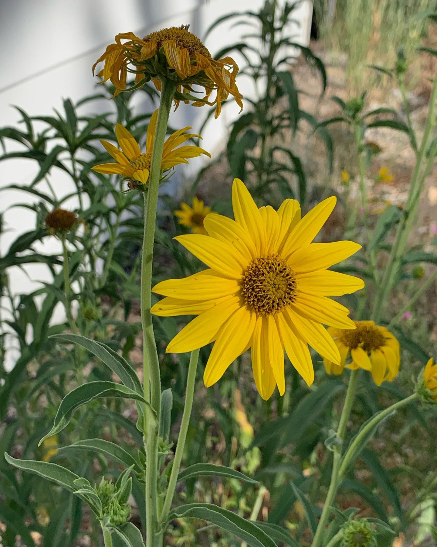 Chocolate Cherry Sunflower - Helianthus annuus - Rari semi 'Pianta' - girasole al cioccolato, marrone-rosa, regina di velluto, girasole messicano - Italia