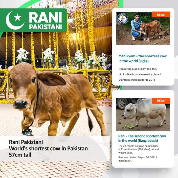 A cow named Rani... - Mandi Scenz _ Bakra Eid In Pakistan | Facebook