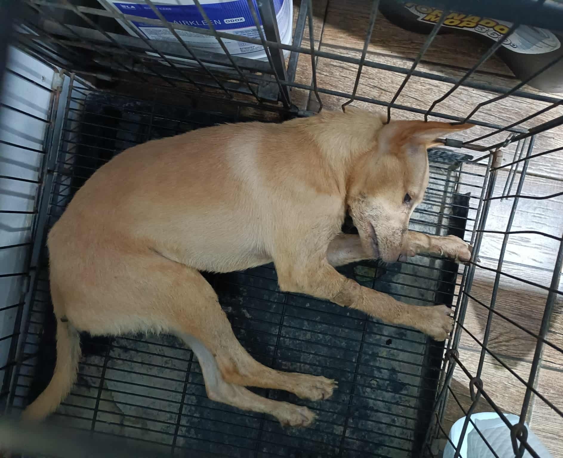 Pet - Paalam, Pedro. Inalaagan ka na parang isang bata pero sadyang di ...