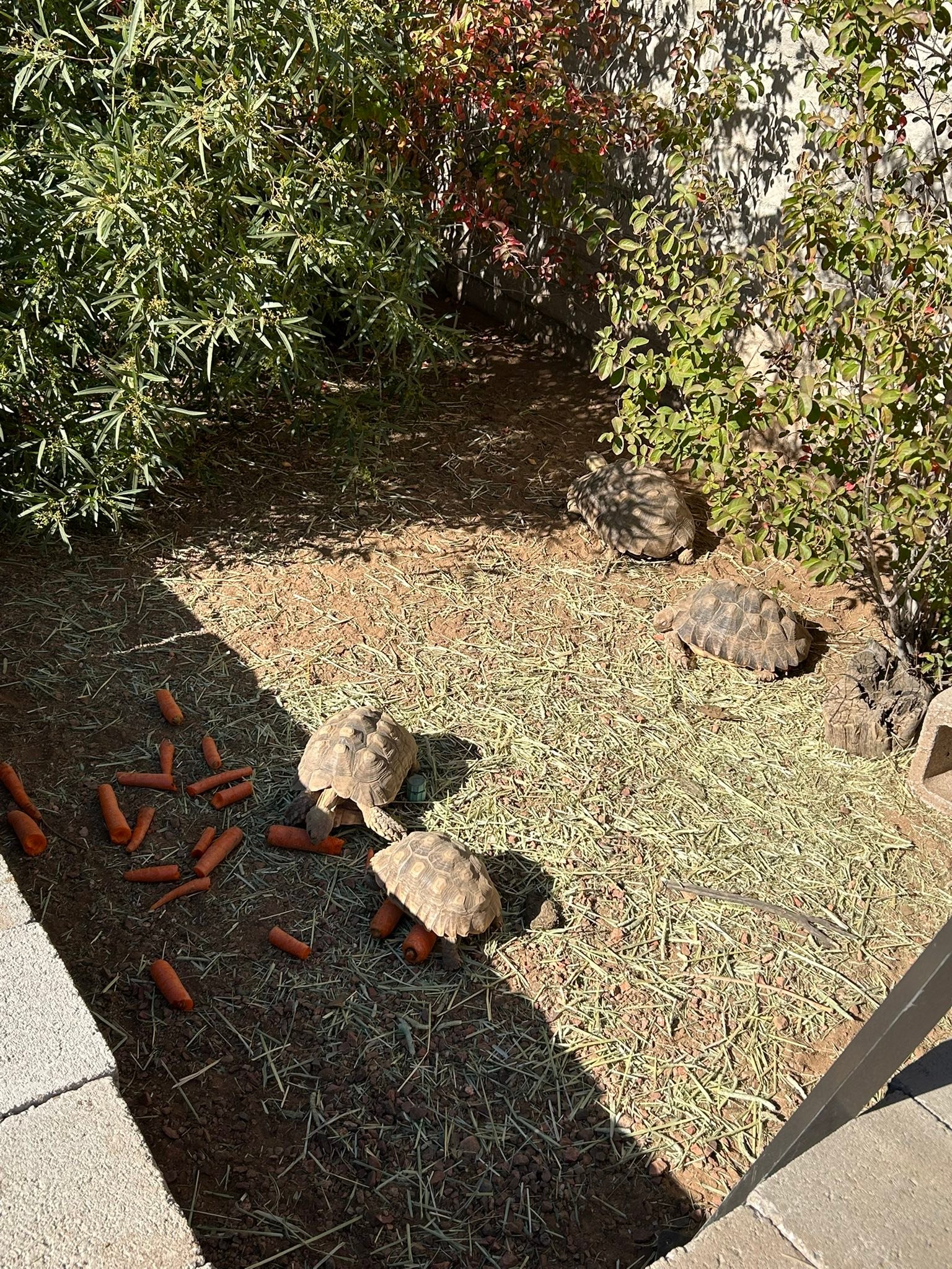 Southern Arizona Reptile Rescue & Education | Tucson AZ