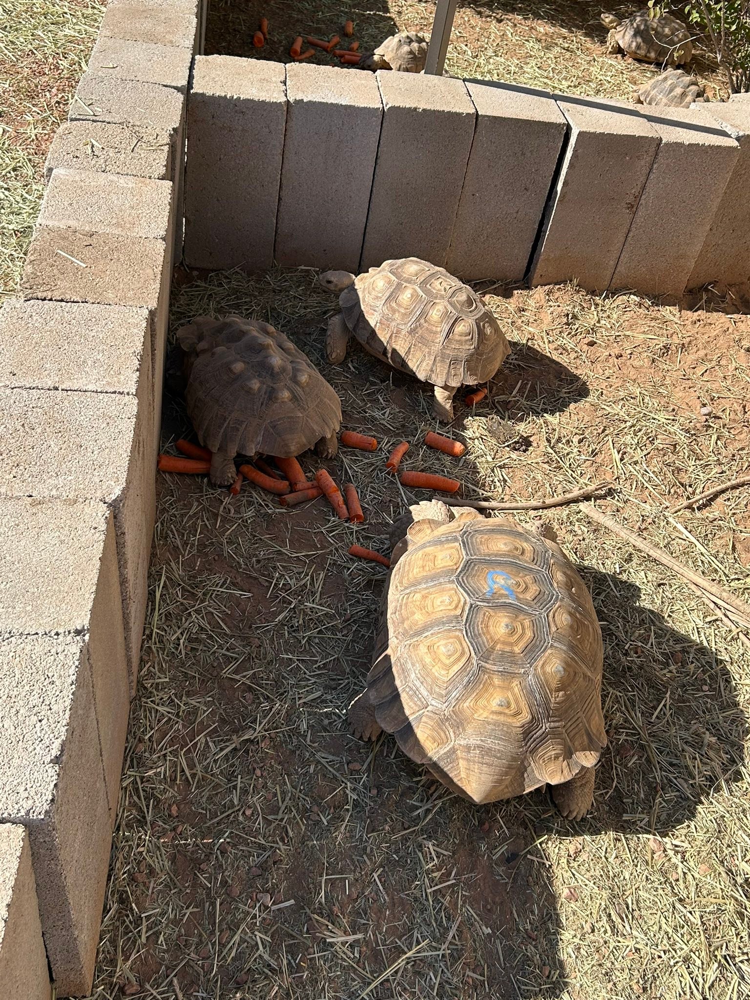 Southern Arizona Reptile Rescue & Education | Tucson AZ