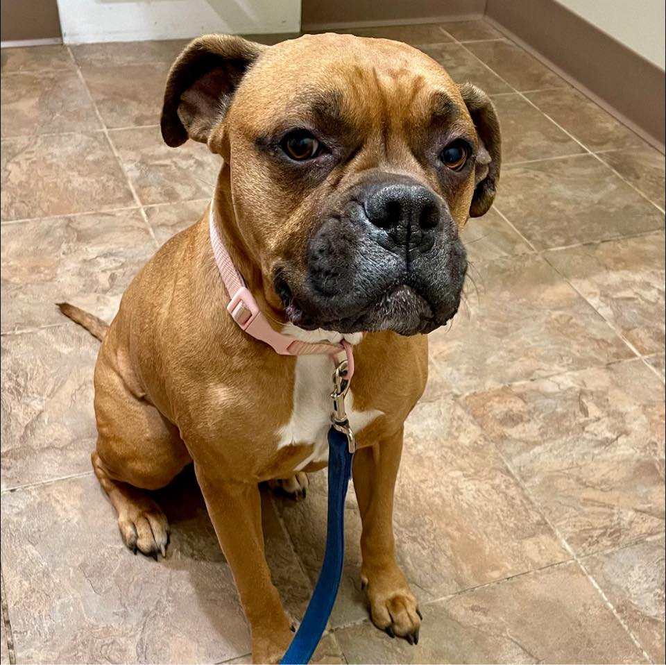 Carolina Boxer Rescue