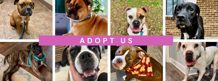 Carolina Boxer Rescue | Mint Hill NC