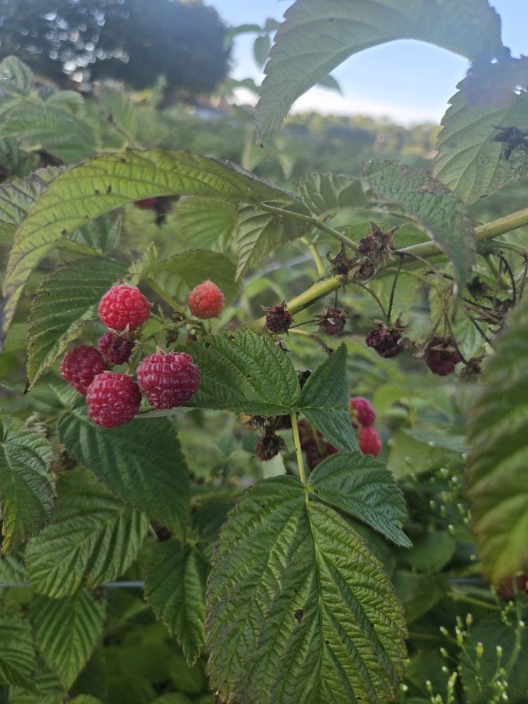 Red raspberry picking Tuesday(9/2)... - Stacy Family Farm | Facebook