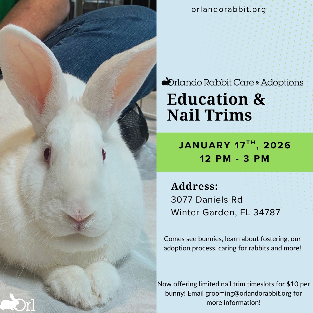 Orlando Rabbit Care & Adoptions | Longwood FL