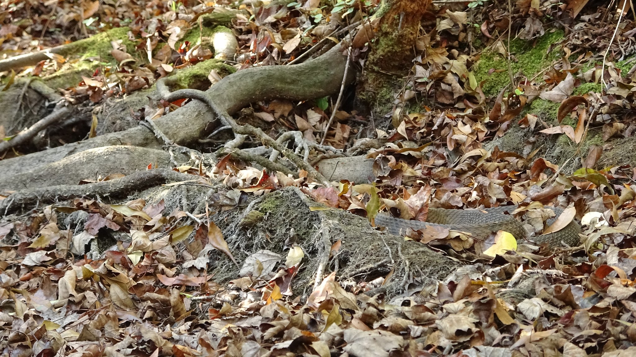 Cottonmouth Acres - 12 Nov. 2024. Access holes are located among the ...