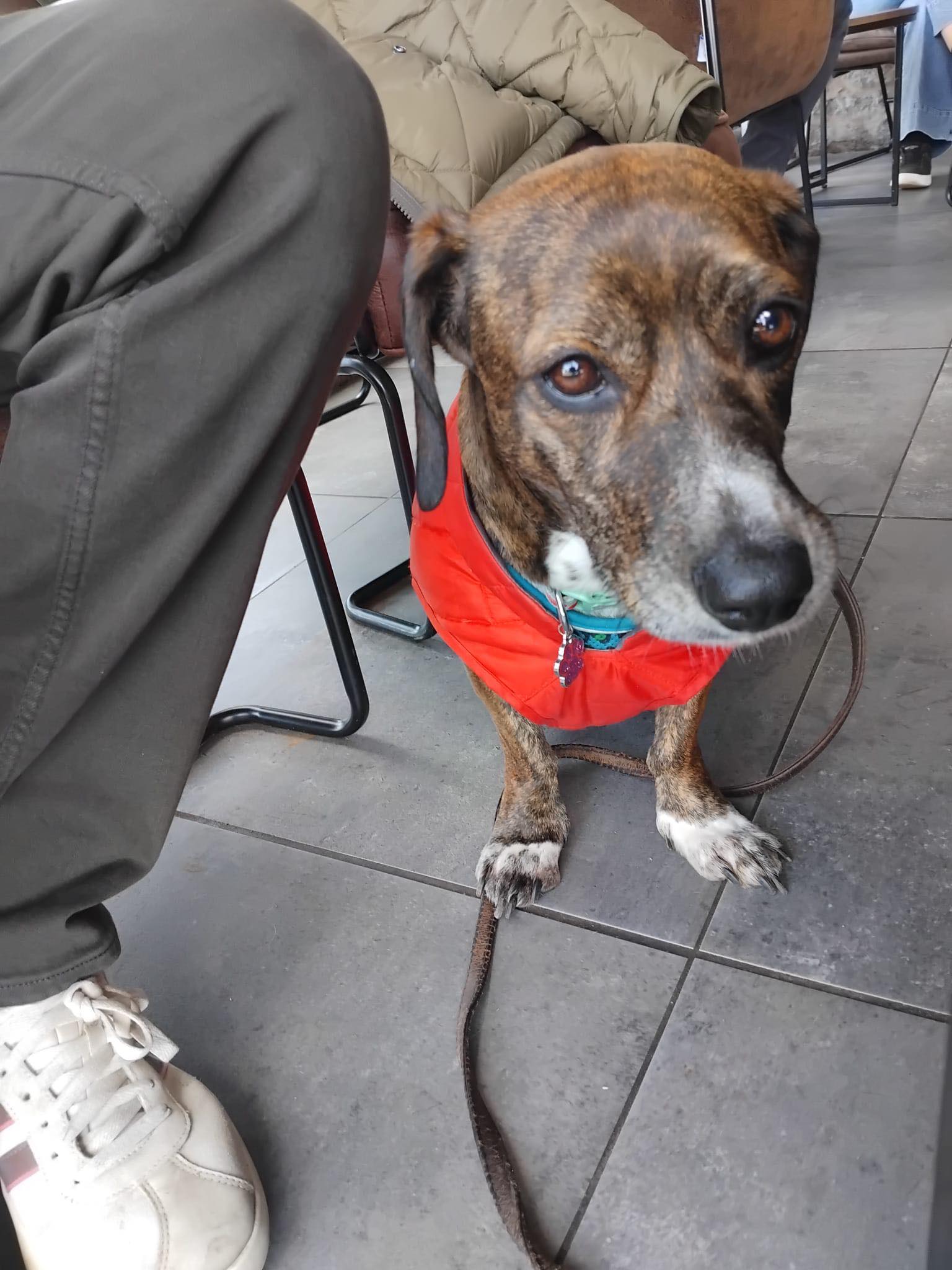 Barney's Small Breed Rescue... - Barney's Small Breed Rescue