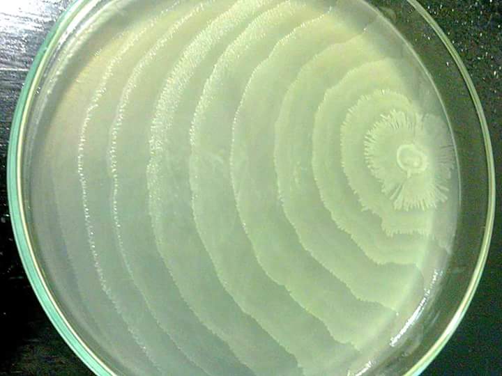 Science Roster - Proteus on plate count agar. Proteus is a Gram ...